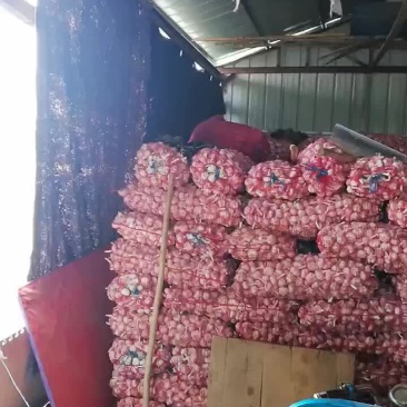 金乡大蒜