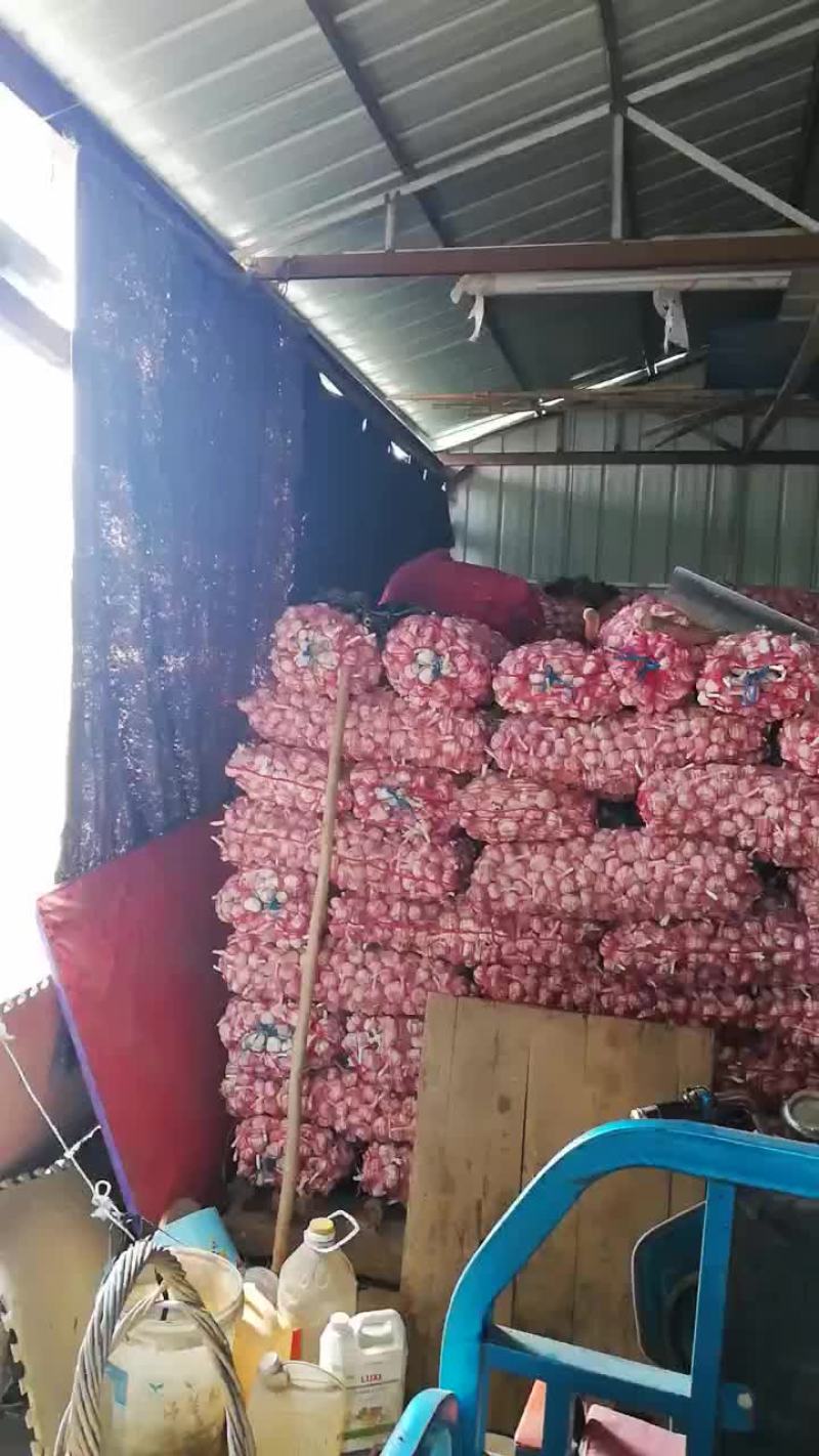 金乡大蒜