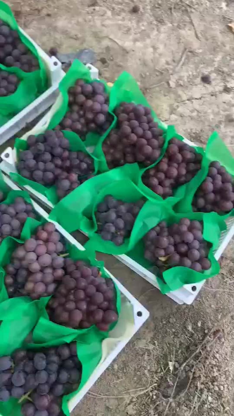 浙江慈溪杭州湾葡萄专业合作社