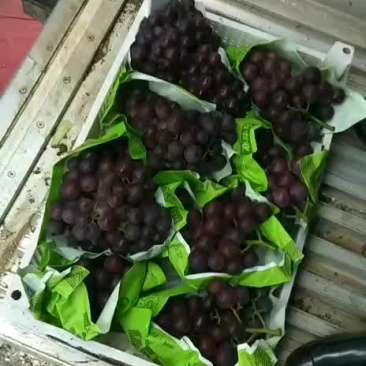 浙江慈溪杭州湾葡萄专业合作社
