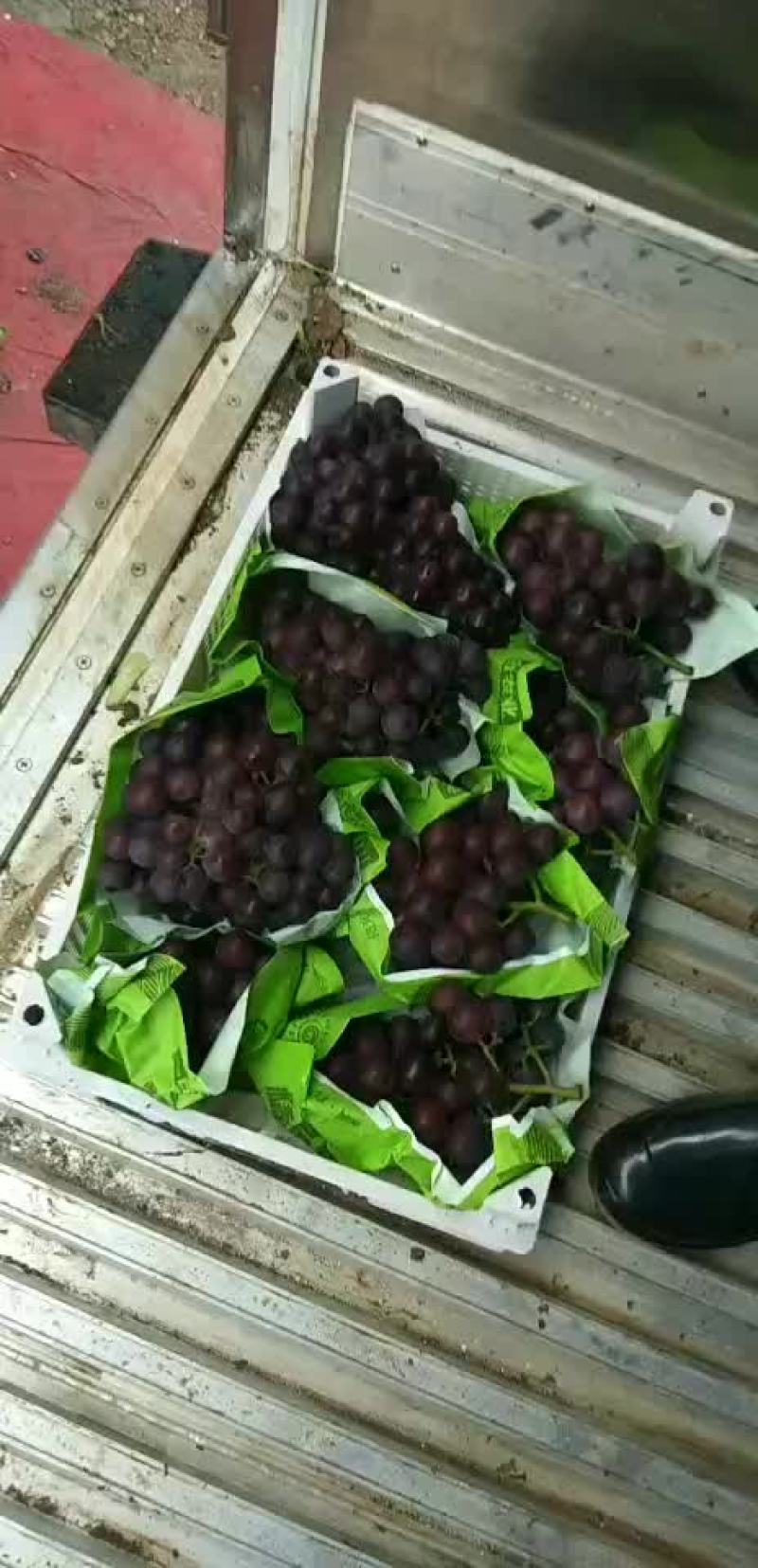 浙江慈溪杭州湾葡萄专业合作社