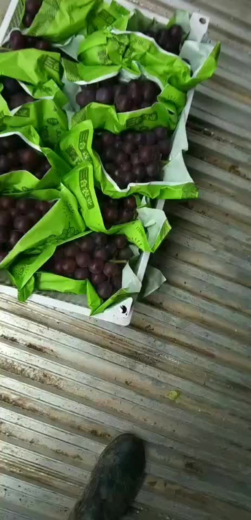 浙江慈溪杭州湾葡萄专业合作社
