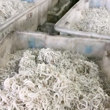 小银鱼