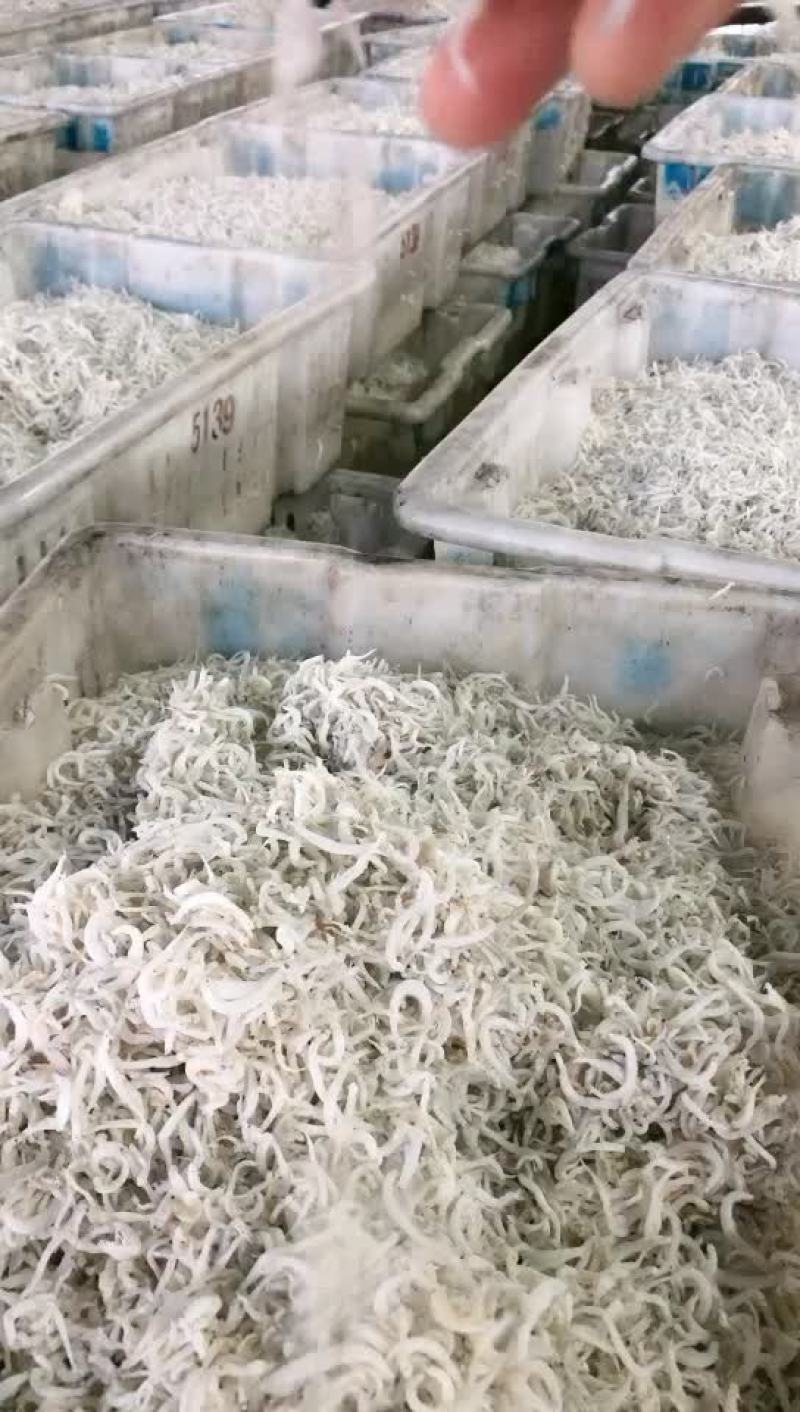 小银鱼