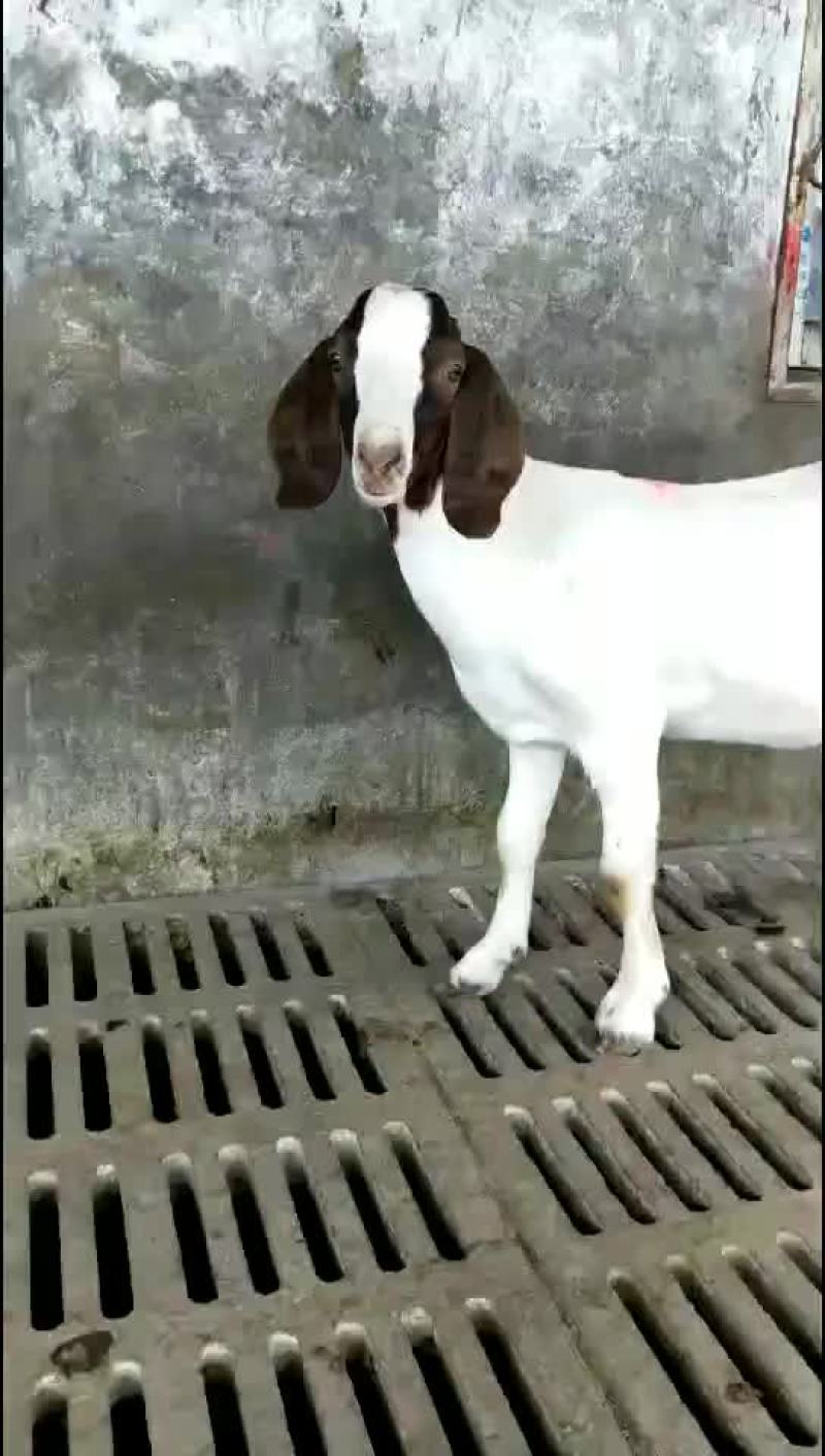 纯种波尔山羊头胎怀孕母羊自由挑选，自养自销