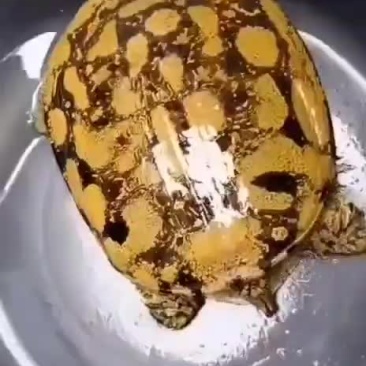 花花甲花不花自己看漂亮不