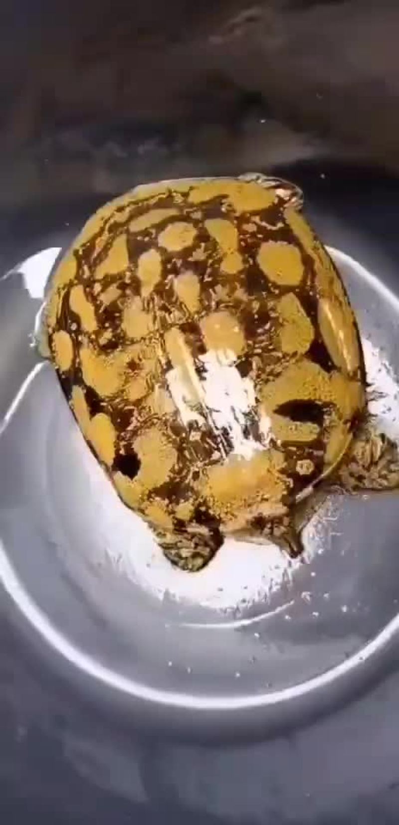 花花甲花不花自己看漂亮不