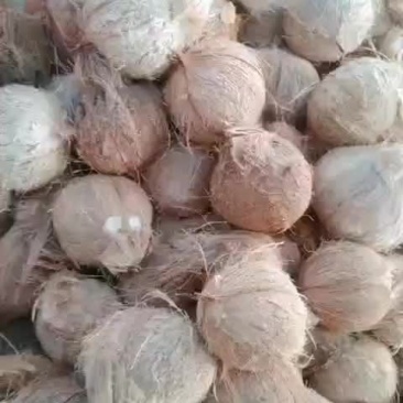 青皮毛椰