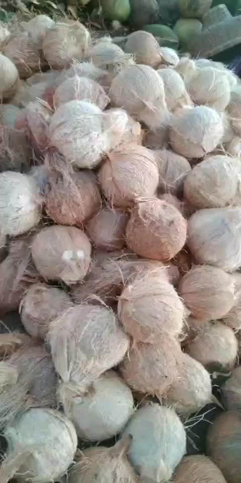 青皮毛椰