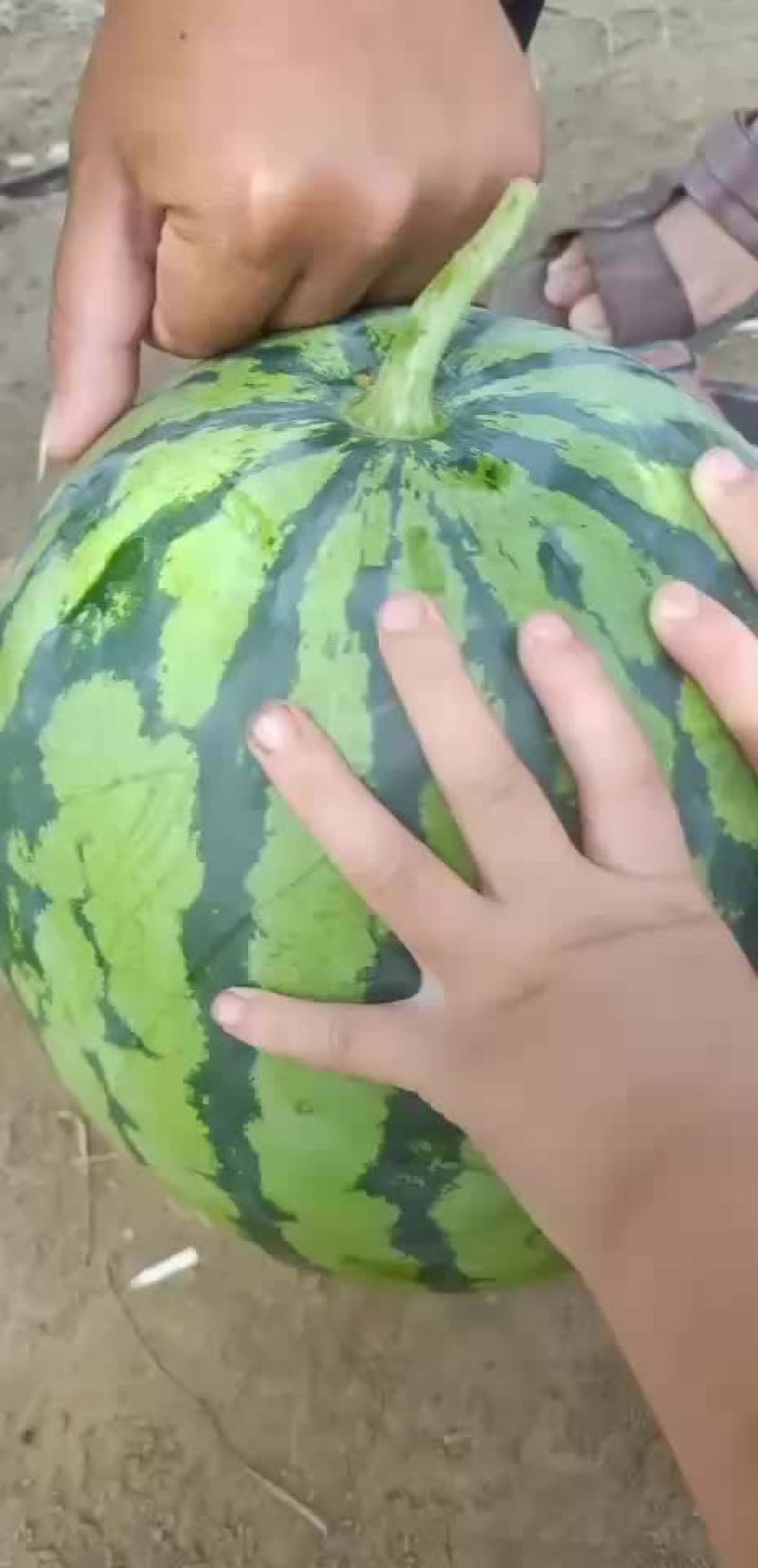花长瓜带籽西瓜大量供应中