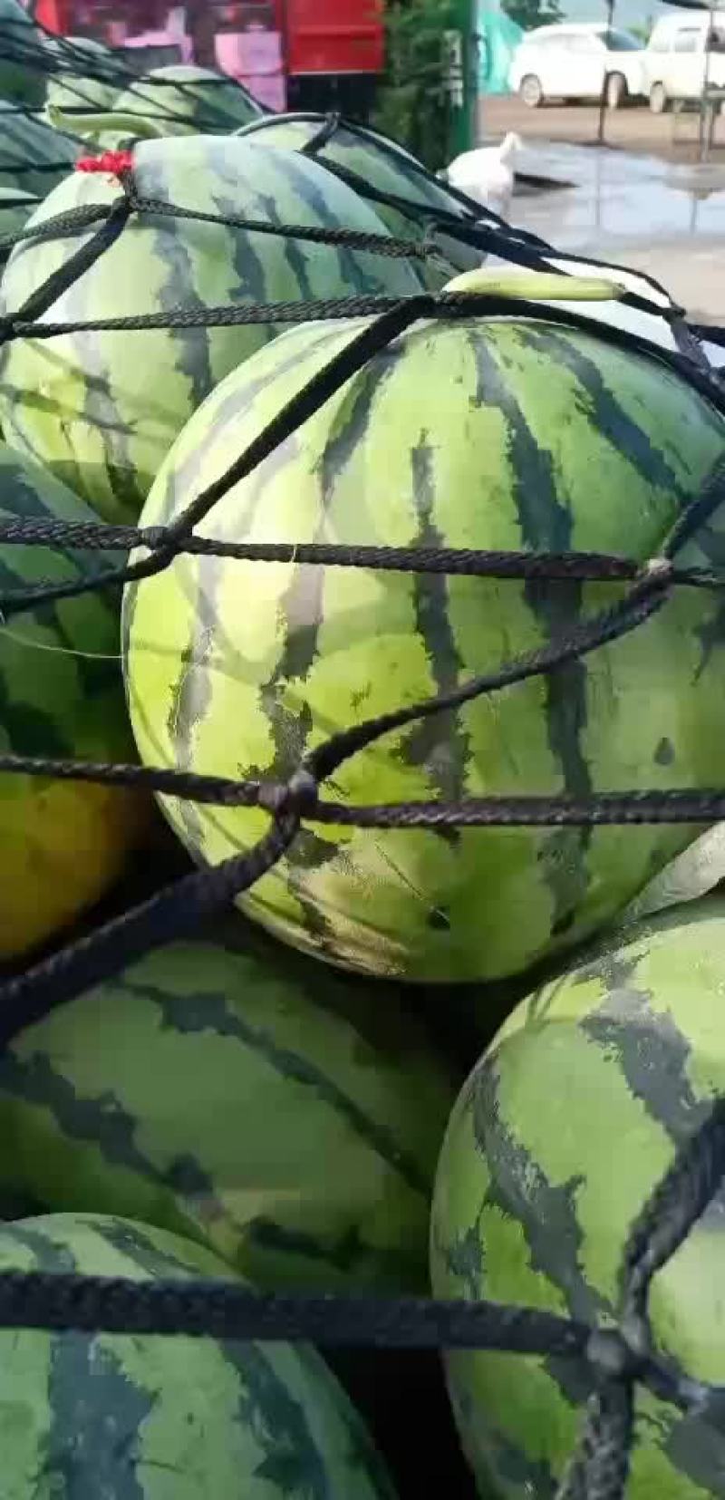 花长瓜带籽西瓜大量供应中