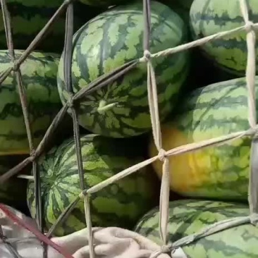花长瓜带籽西瓜大量供应中