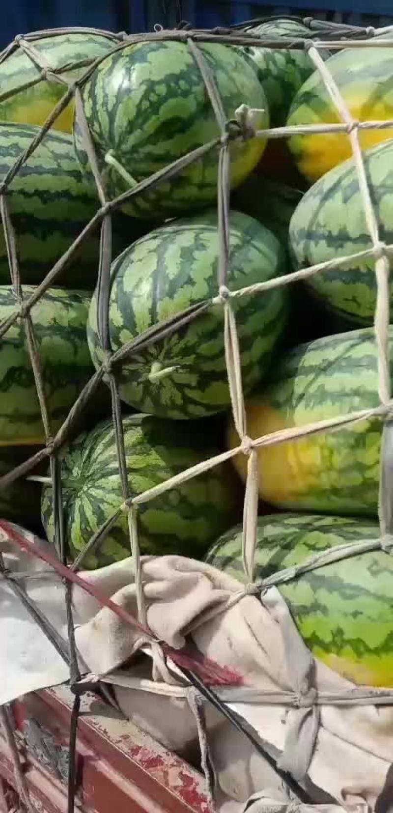 花长瓜带籽西瓜大量供应中