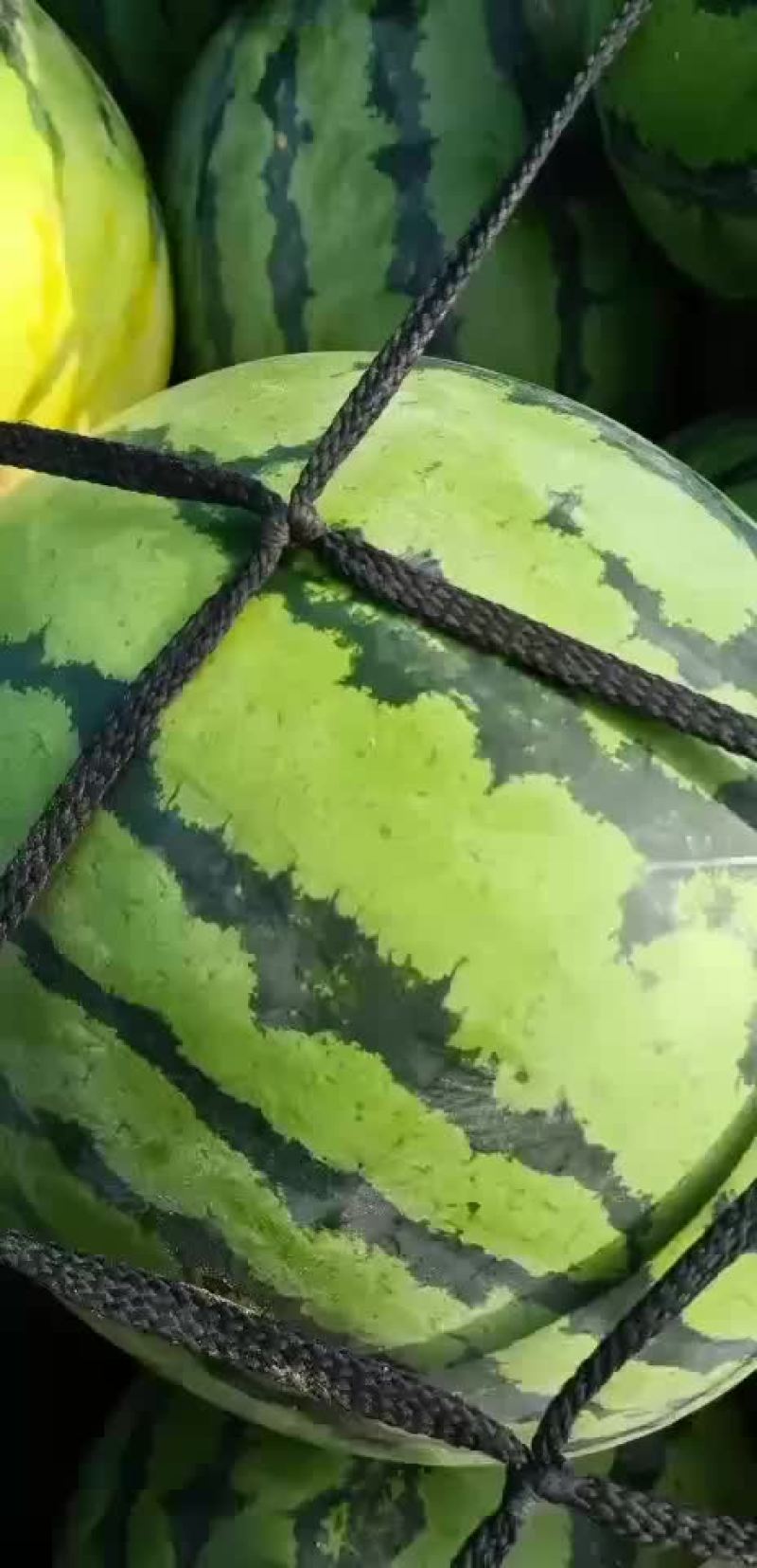 花长瓜带籽西瓜大量供应中