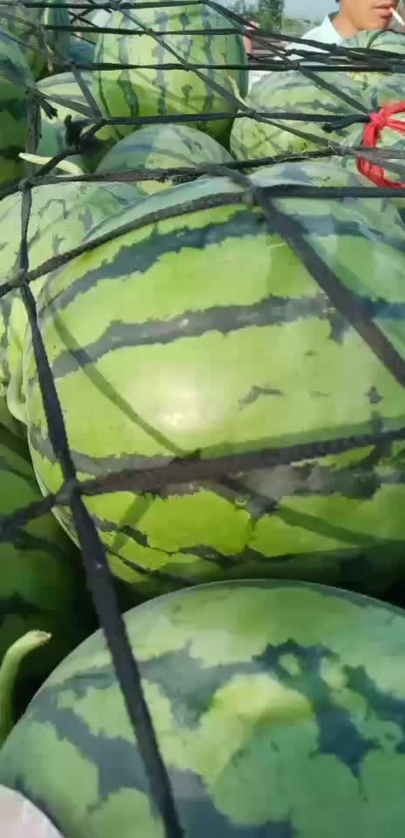 花长瓜带籽西瓜大量供应中