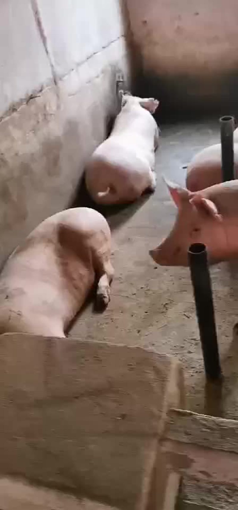 本场常年出售后备二元母猪欢迎新老客户迭购