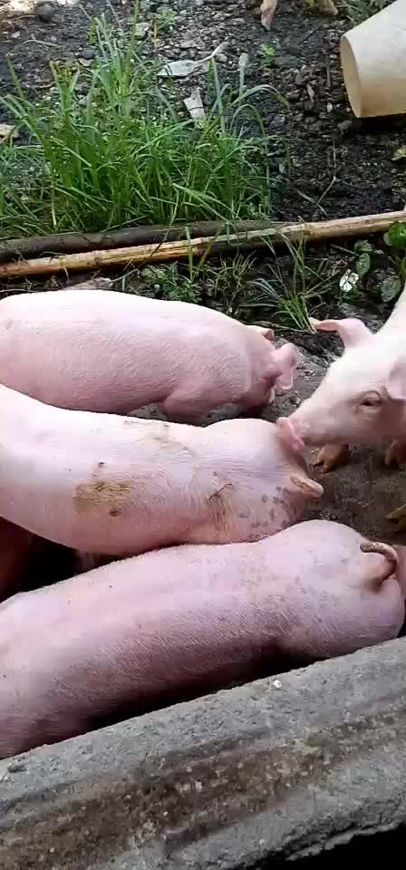 本场常年出售后备二元母猪欢迎新老客户迭购