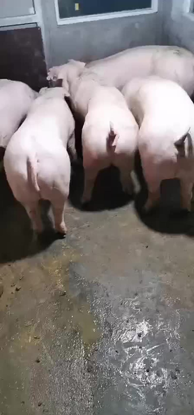 本场常年出售后备二元母猪欢迎新老客户迭购