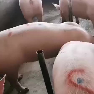 本场常年出售后备二元母猪欢迎新老客户迭购