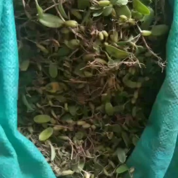 石橄榄小果欢迎你老板们联系我