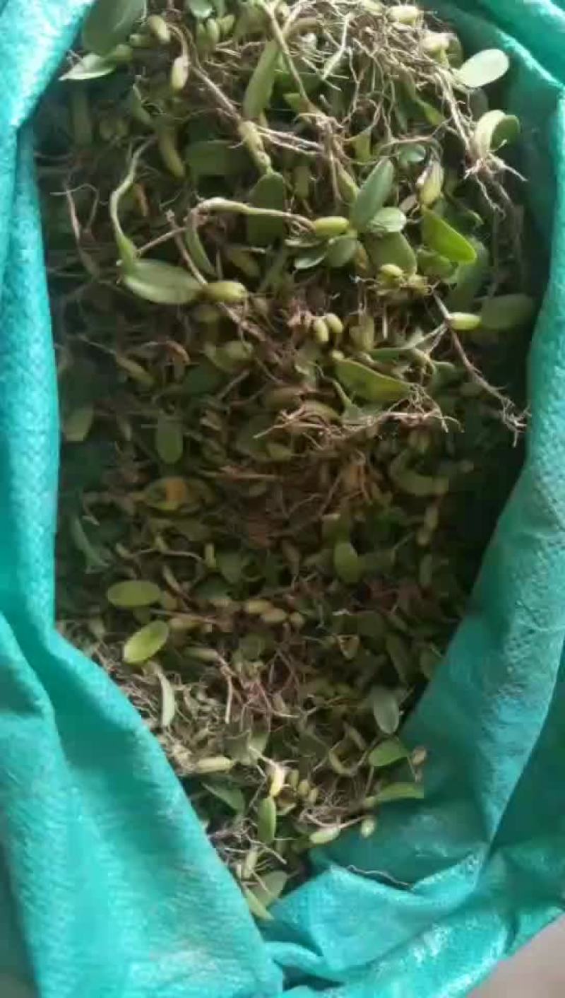 石橄榄小果欢迎你老板们联系我