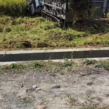 稻谷