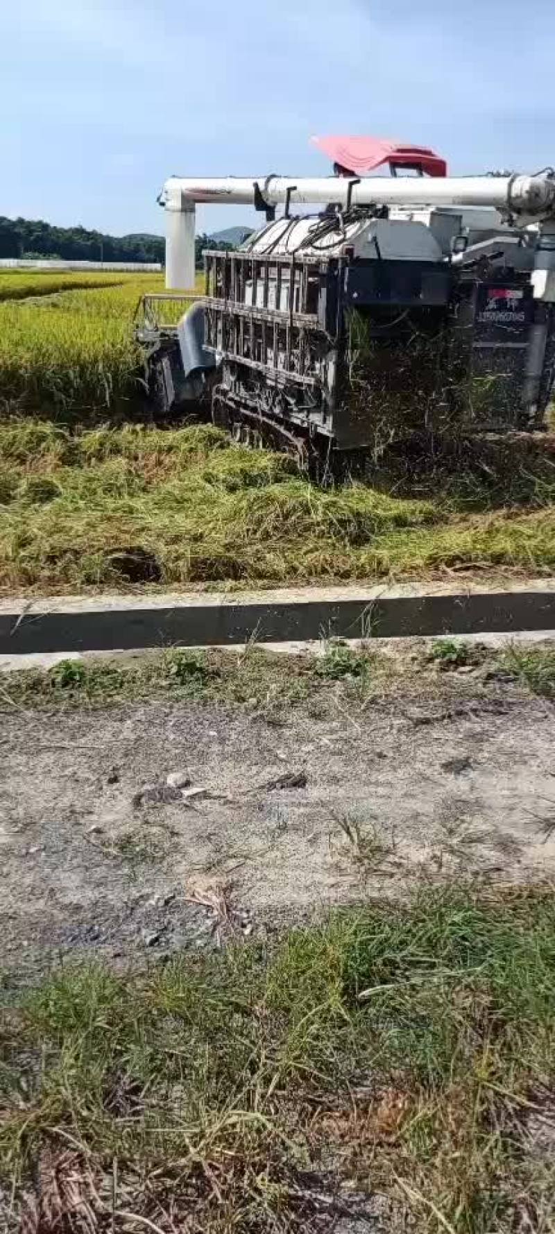 稻谷