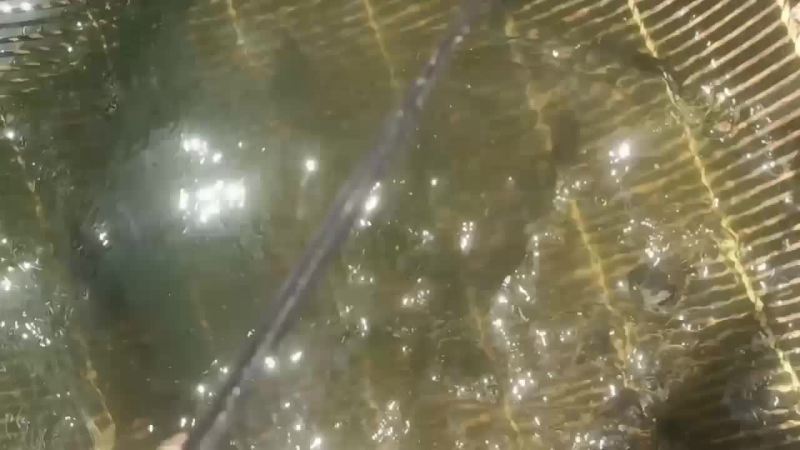 鳜花鱼苗