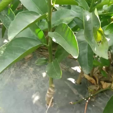 大量供应优质沃柑苗。