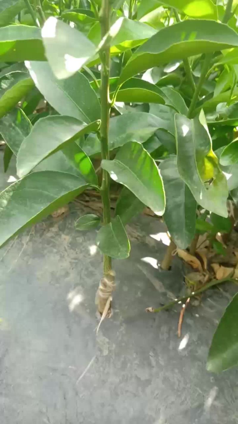 大量供应优质沃柑苗。