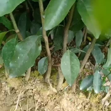 大量供应优质沃柑苗。