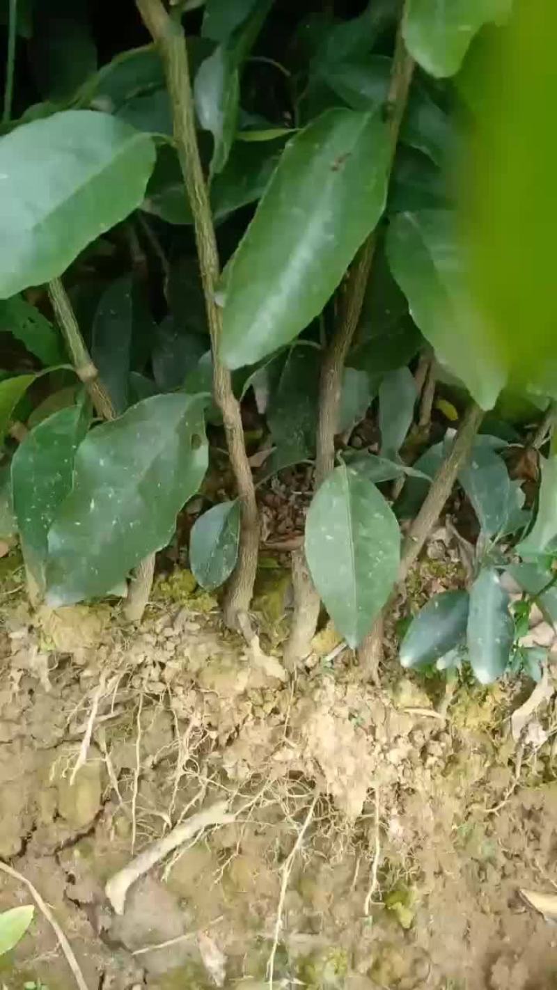 大量供应优质沃柑苗。