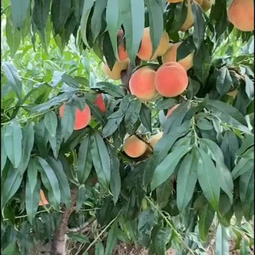 精品早14号毛桃