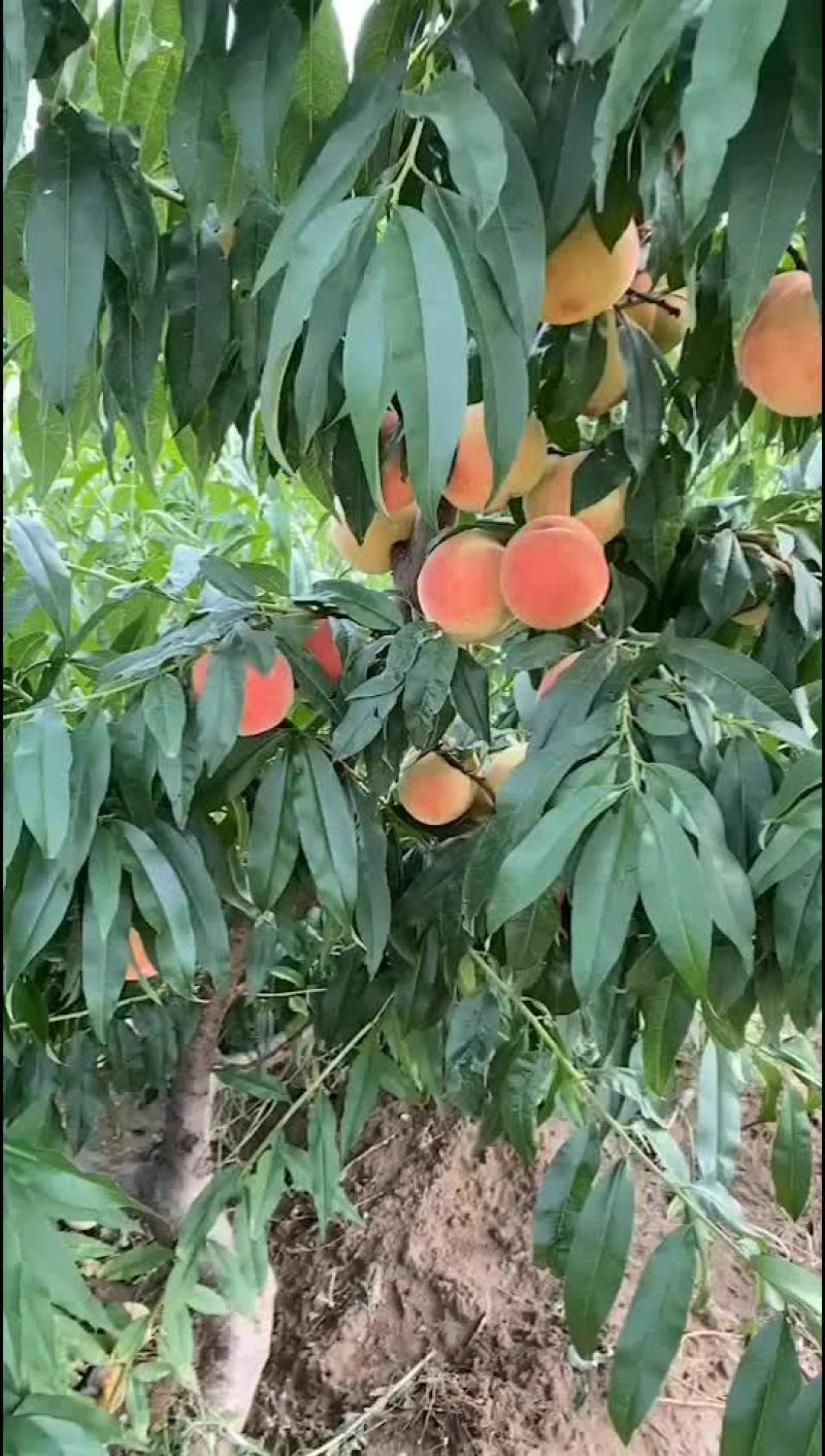 精品早14号毛桃