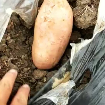 红薯龙九