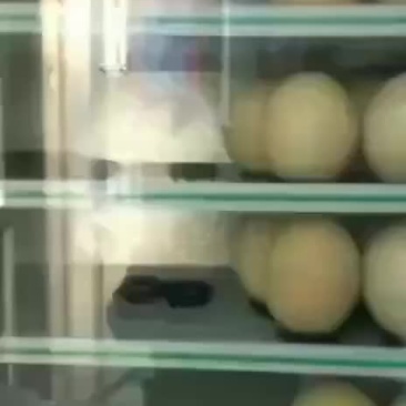 新鲜鸵鸟蛋价格优惠，厂家直销，诚信经营！