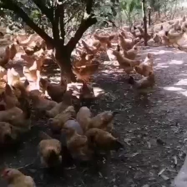 胡须项