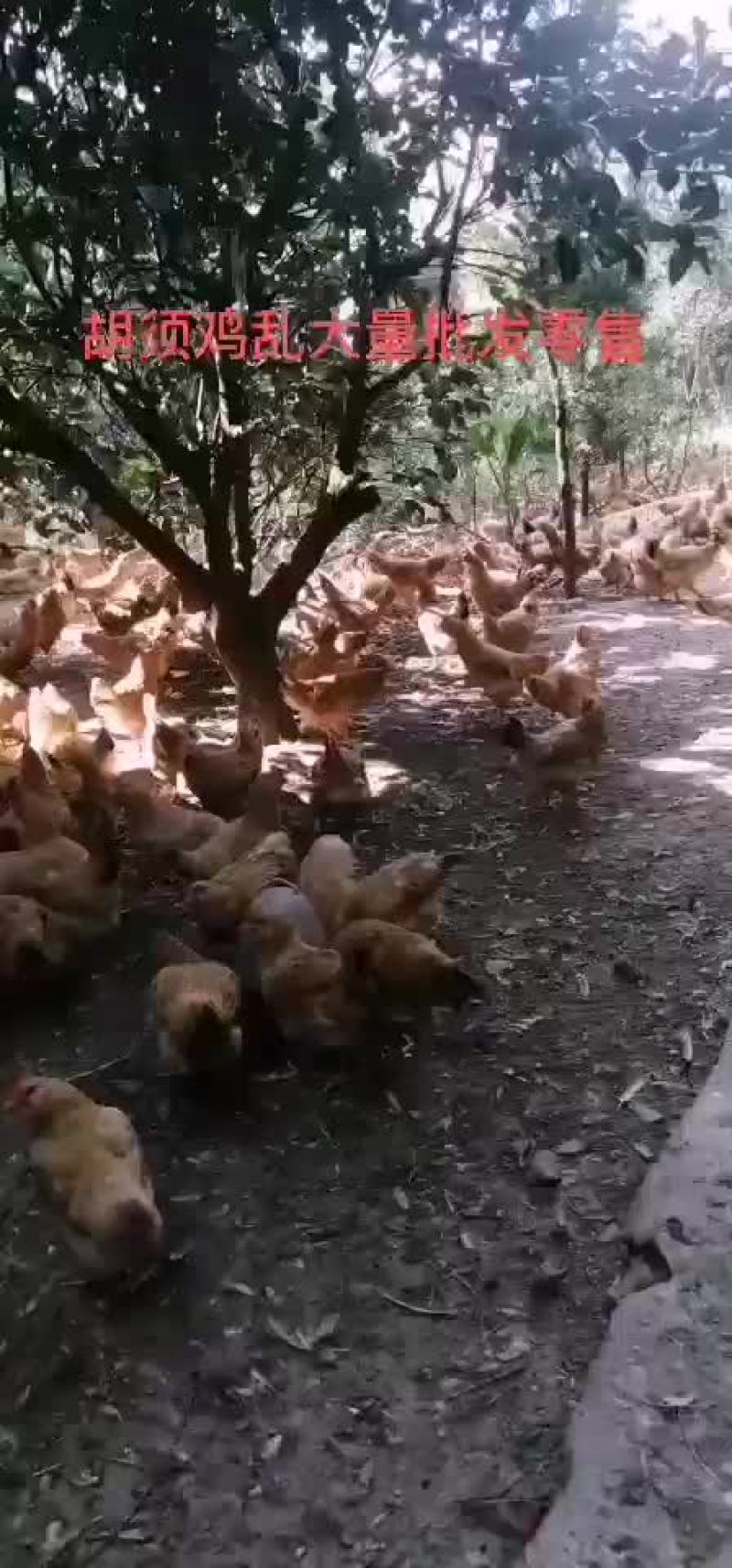 胡须项