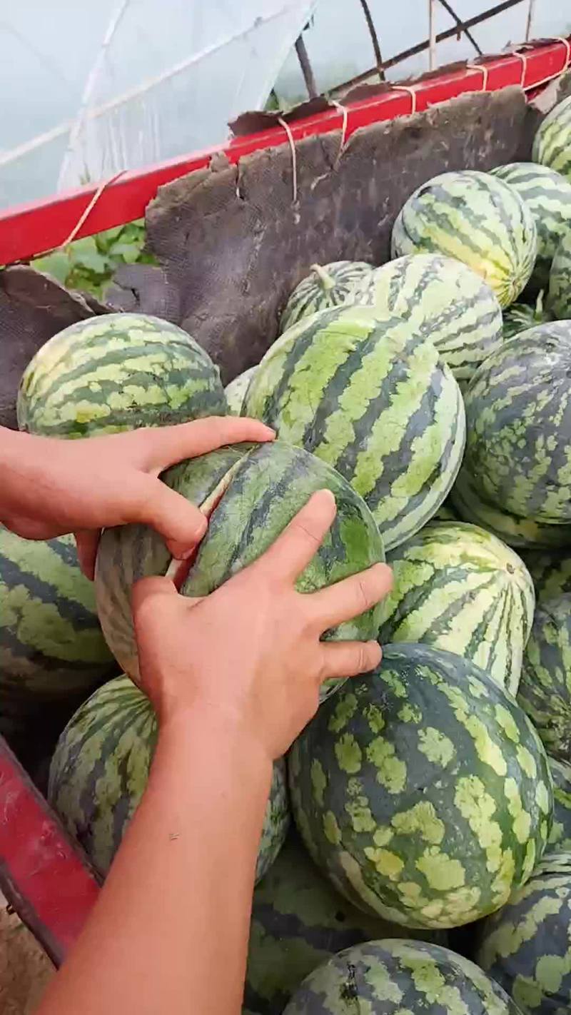 麒麟小瓜