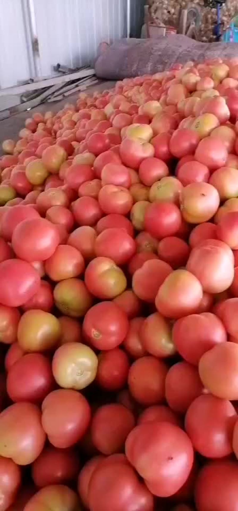 硬粉西红柿