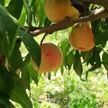 九宝桃，受冰雹影响都这样了