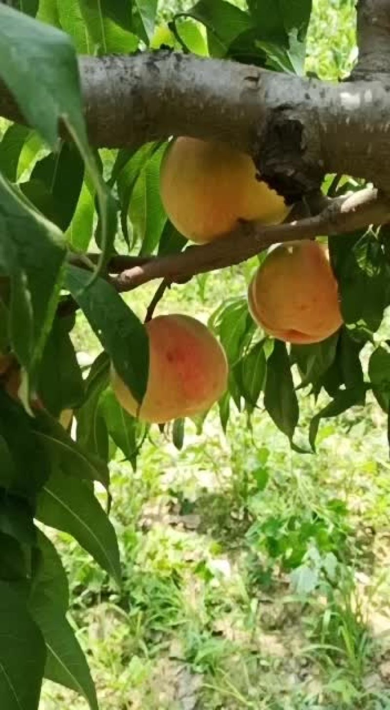 九宝桃，受冰雹影响都这样了