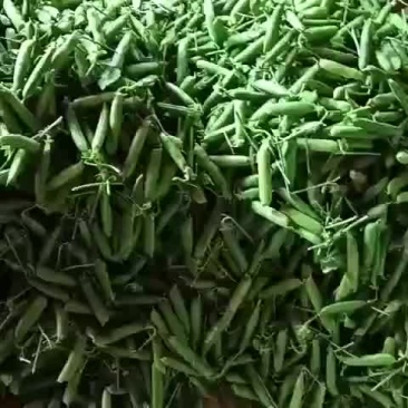 甜脆豌豆