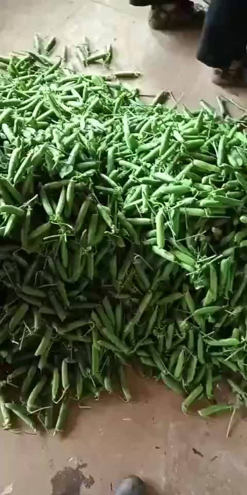 甜脆豌豆