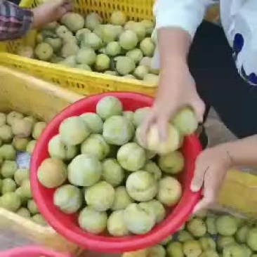 秋季李子