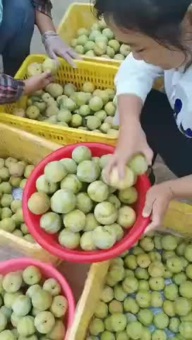 秋季李子