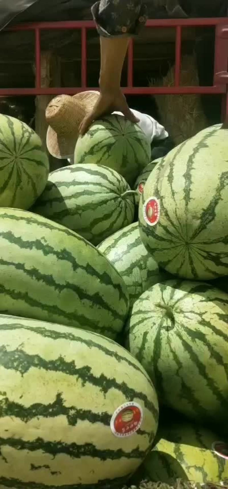 诚信代办大美宁夏硒砂瓜