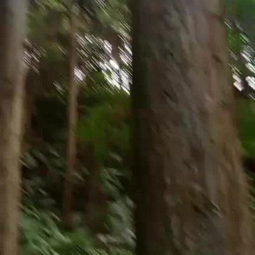 杉木