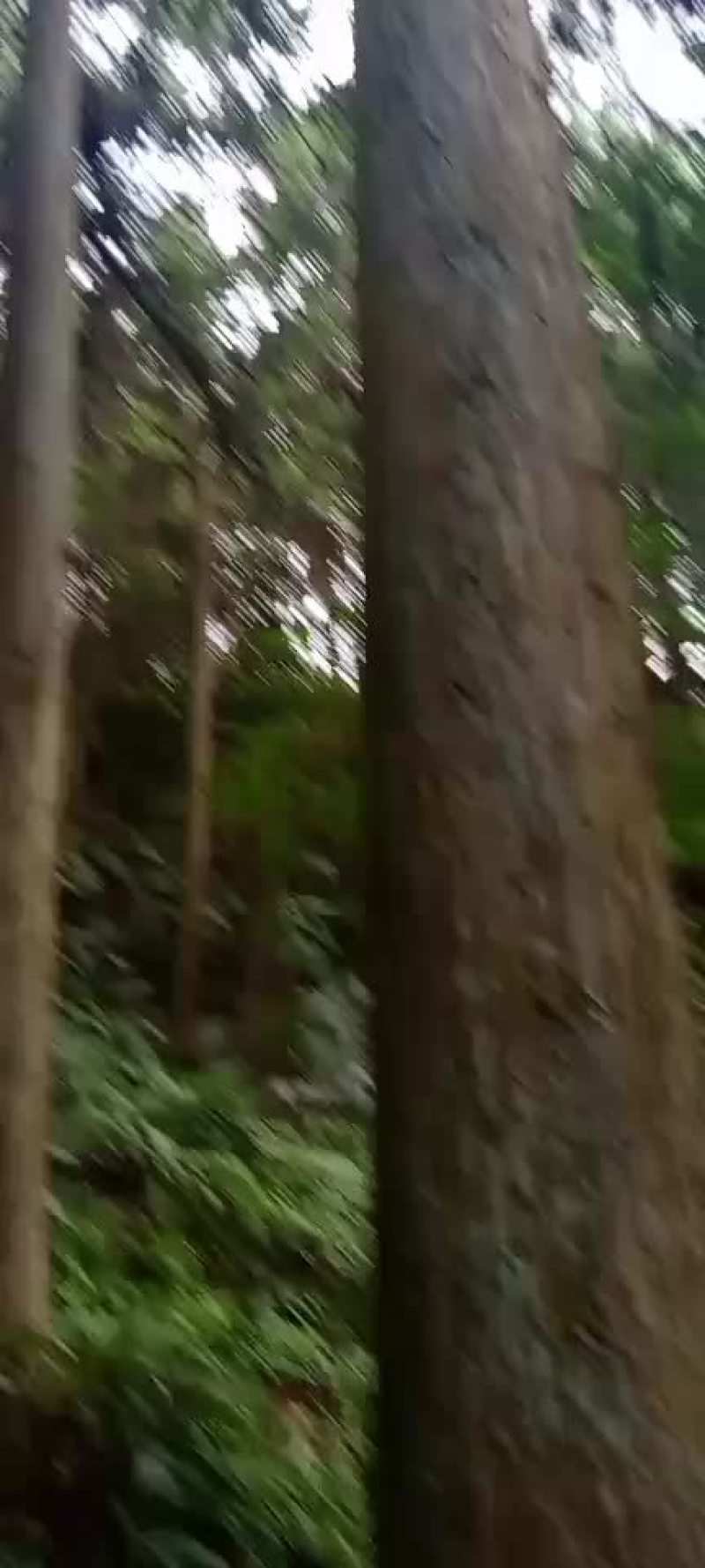 杉木