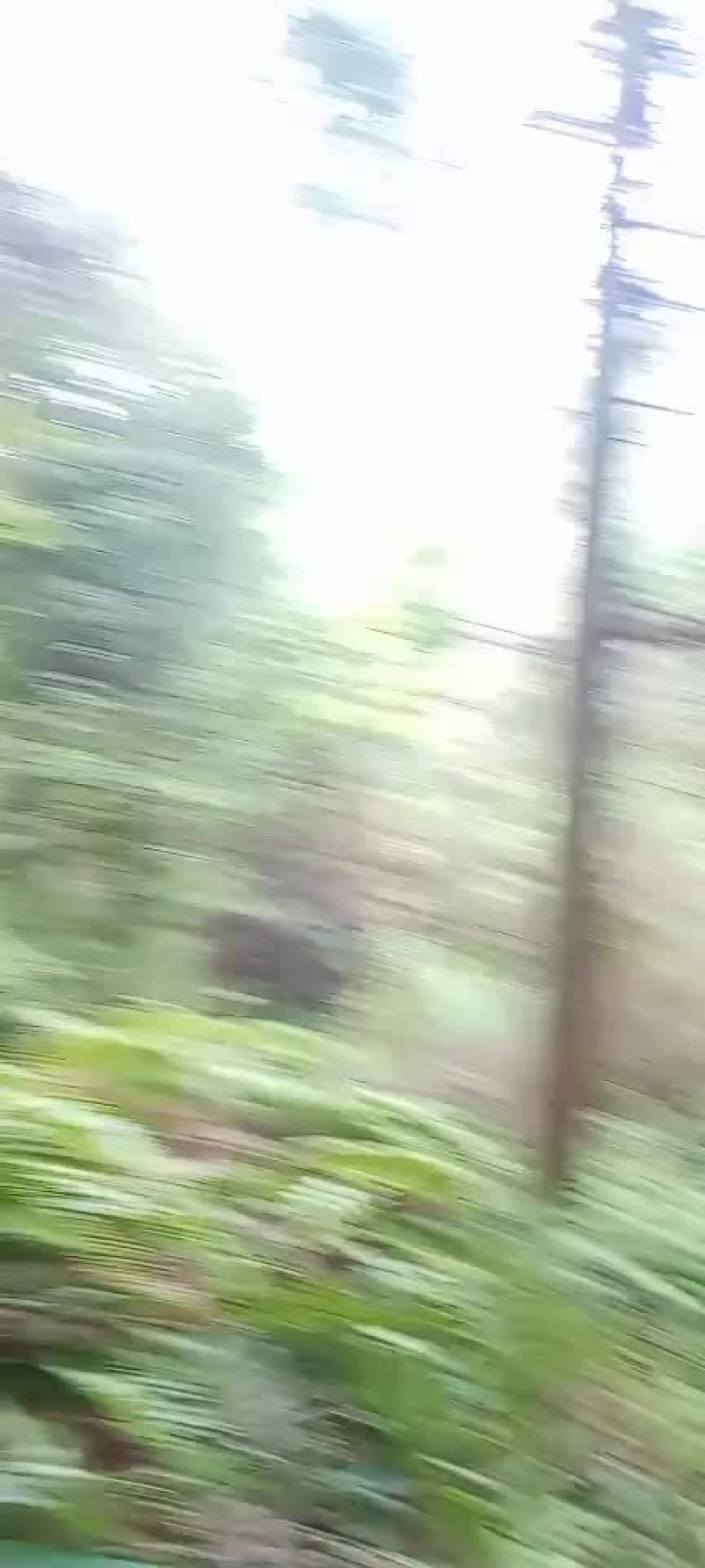 杉木